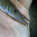 Pike Topminnow - Photo (c) zlang8, some rights reserved (CC BY-NC)