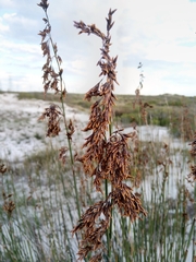 Thamnochortus spicigerus