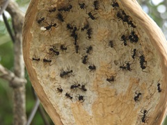 Acromyrmex lundii
