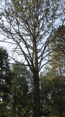 Pinus oocarpa