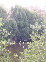 Ardea alba