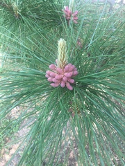 Pinus