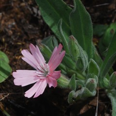Silene hookeri