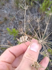 Annesorhiza macrocarpa
