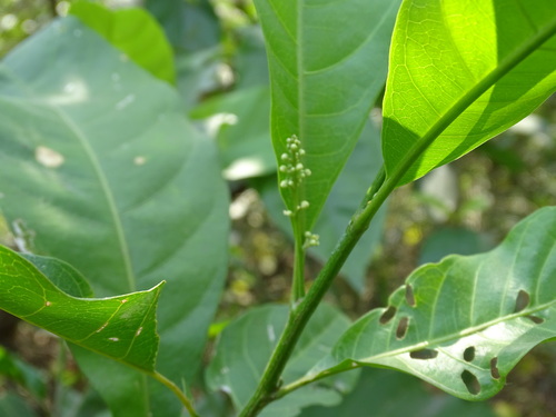 Talisia macrophylla