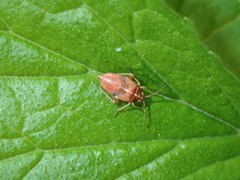 Harpocera thoracica