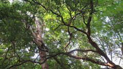 Casimiroa