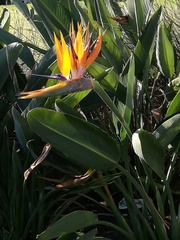 Strelitzia reginae reginae