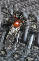 Dilophus strigilatus