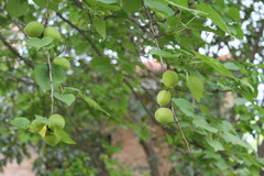 Prunus armeniaca