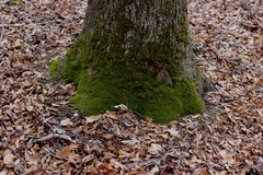 Claopodium rostratum