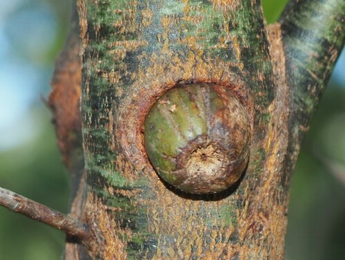 Apiomorpha variabilis · iNaturalist