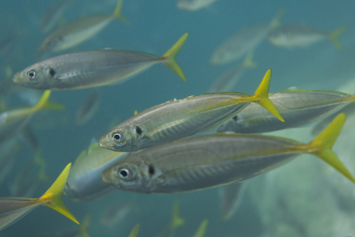 Bung (Trachurus novaezelandiae) — Carangidae — 3