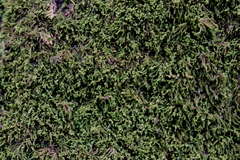 Claopodium rostratum