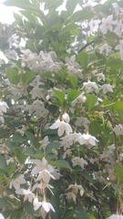 Styrax