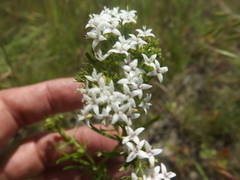 Stenaria nigricans