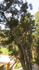 Bocconia arborea