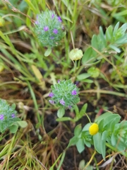 Pogogyne zizyphoroides