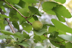 Prunus armeniaca