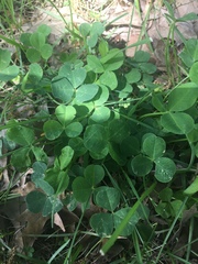 Trifolium repens