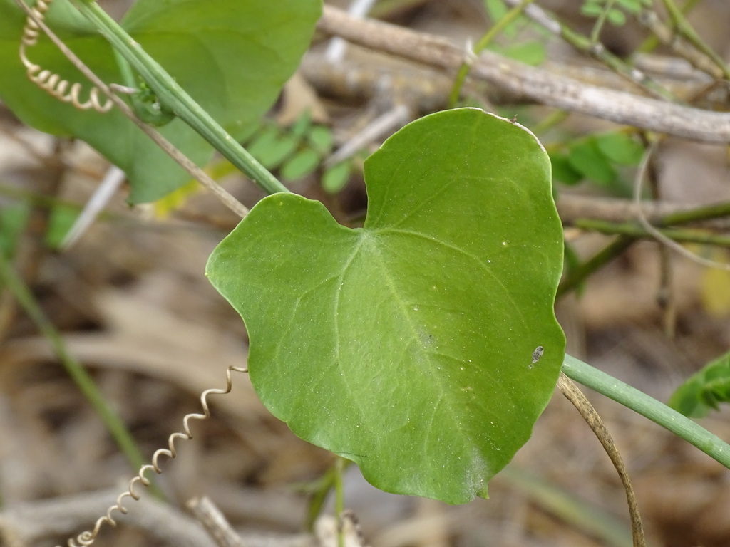 Ibervillea millspaughii (Cogn.) C.Jeffrey