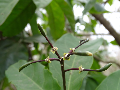 Image of Church Blossom (Capparidastrum frondosum) by (c) Alexis López Hernández, some rights reserved (CC BY)