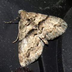 Gastrinodes argoplaca