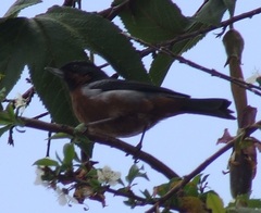 Diglossa brunneiventris