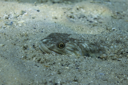 Brushtooth lizardfish (Saurida undosquamis) — Synodontidae — 5