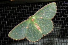 Eucyclodes metaspila