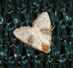 Acatapaustus metallopa