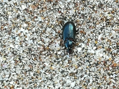 Platynina
