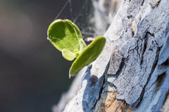 Phoradendron macrophyllum macrophyllum