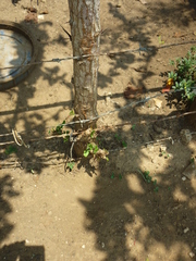 Leuenbergeria guamacho