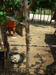 Leuenbergeria guamacho