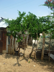 Leuenbergeria guamacho