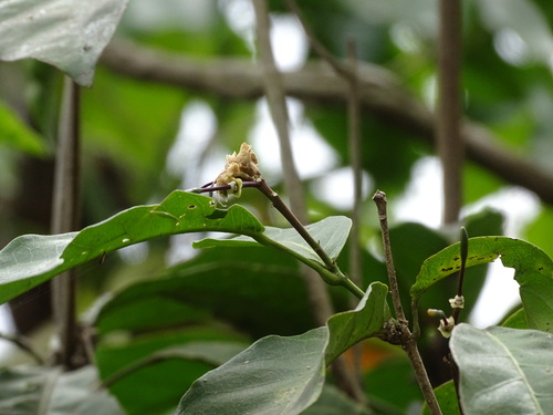 Image of Capparidastrum frondosum by (c) Alexis López Hernández, some rights reserved (CC BY)