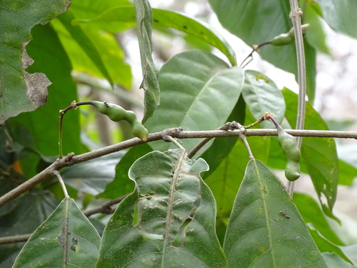Image of Capparidastrum frondosum by (c) Alexis López Hernández, some rights reserved (CC BY)