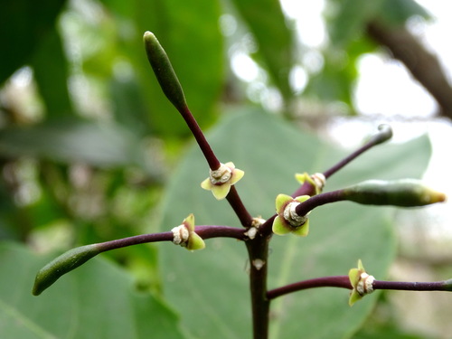 Image of Capparidastrum frondosum by (c) Alexis López Hernández, some rights reserved (CC BY)