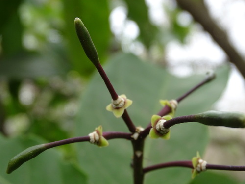 Image of Church Blossom (Capparidastrum frondosum) by (c) Alexis López Hernández, some rights reserved (CC BY)