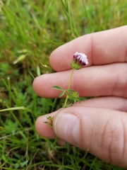 Trifolium variegatum