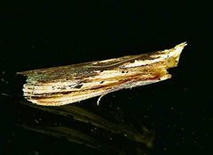 Ancylostomia stercorea