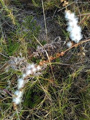 Eriospermum lanceifolium