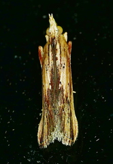 Ancylostomia stercorea