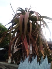 Aloe