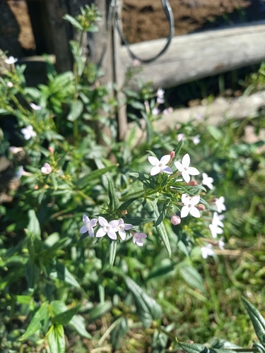 Wild Pentas