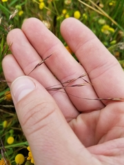 Deschampsia danthonioides