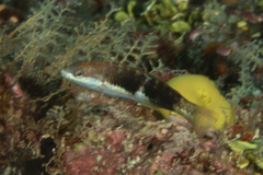 Thalassoma nigrofasciatum