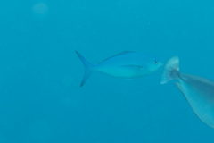 Caesio lunaris