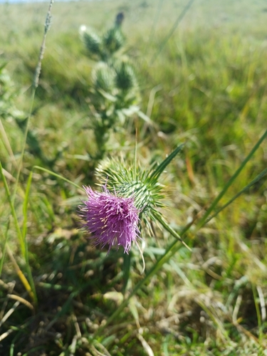 Bull Thistle